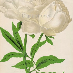 Grabado botánico antiguo de la década de 1890 de una peonía herbácea china - DESCARGA DIGITAL