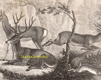 Deer and Stag - Antique Illustration - DIGITAL DOWNLOAD