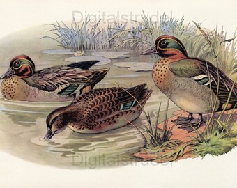 Ducks  No. 4 - Vintage Duck Print - DIGITAL DOWNLOAD
