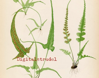 Antique Botanical Print of Fern - From 1866 - Walking Leaf - Pinnatifid Spleenwort- - DIGITAL DOWNLOAD