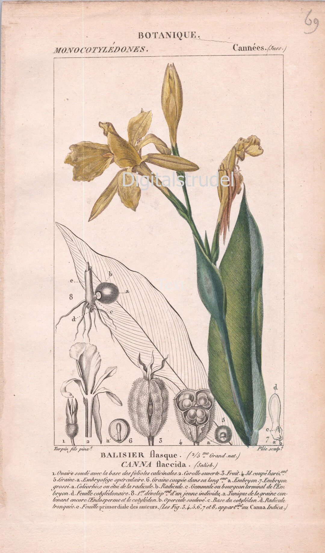 1829 Antique Botanical Print - Golden Canna (canna Flacida
