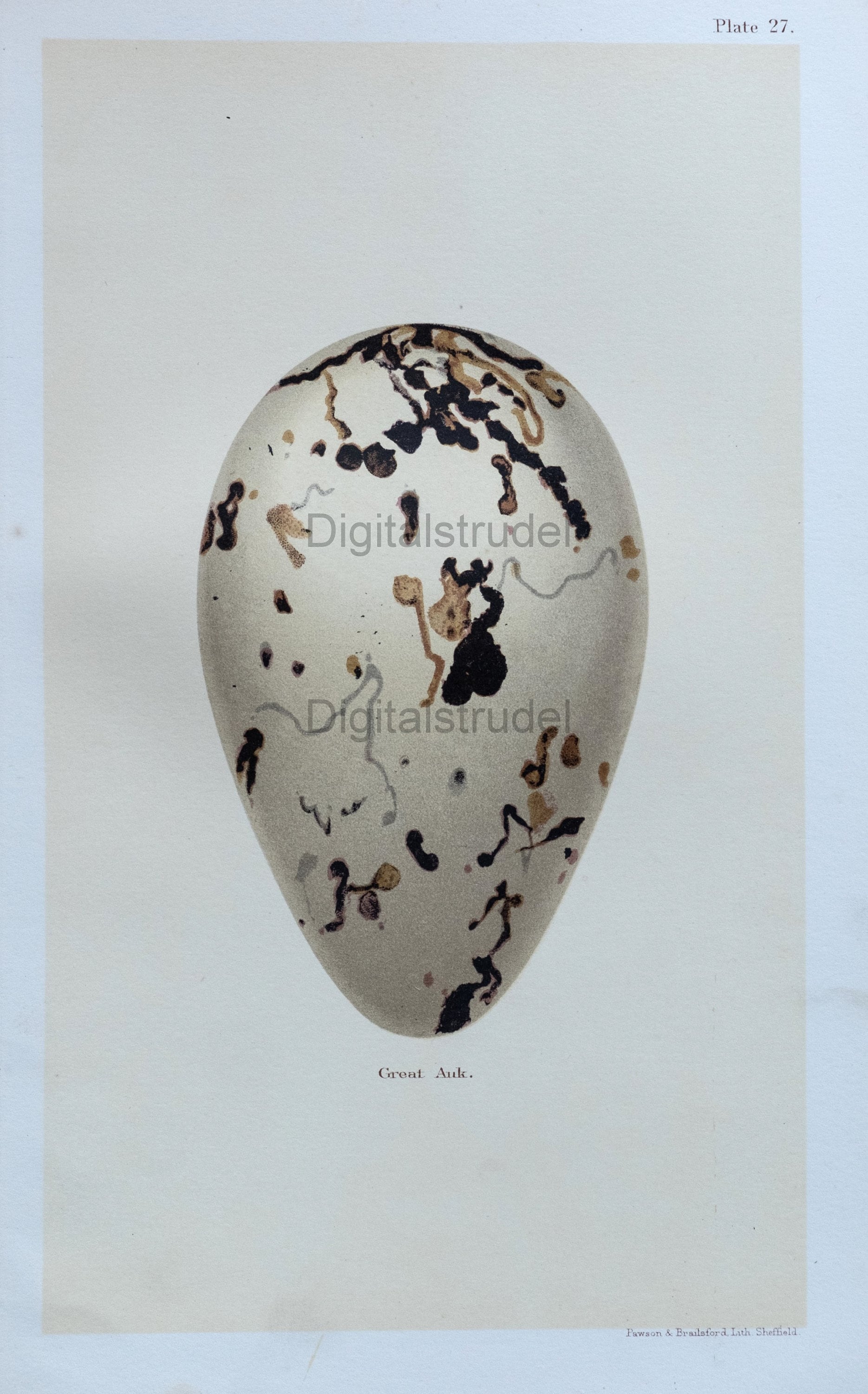 Great Auk Antique - Etsy