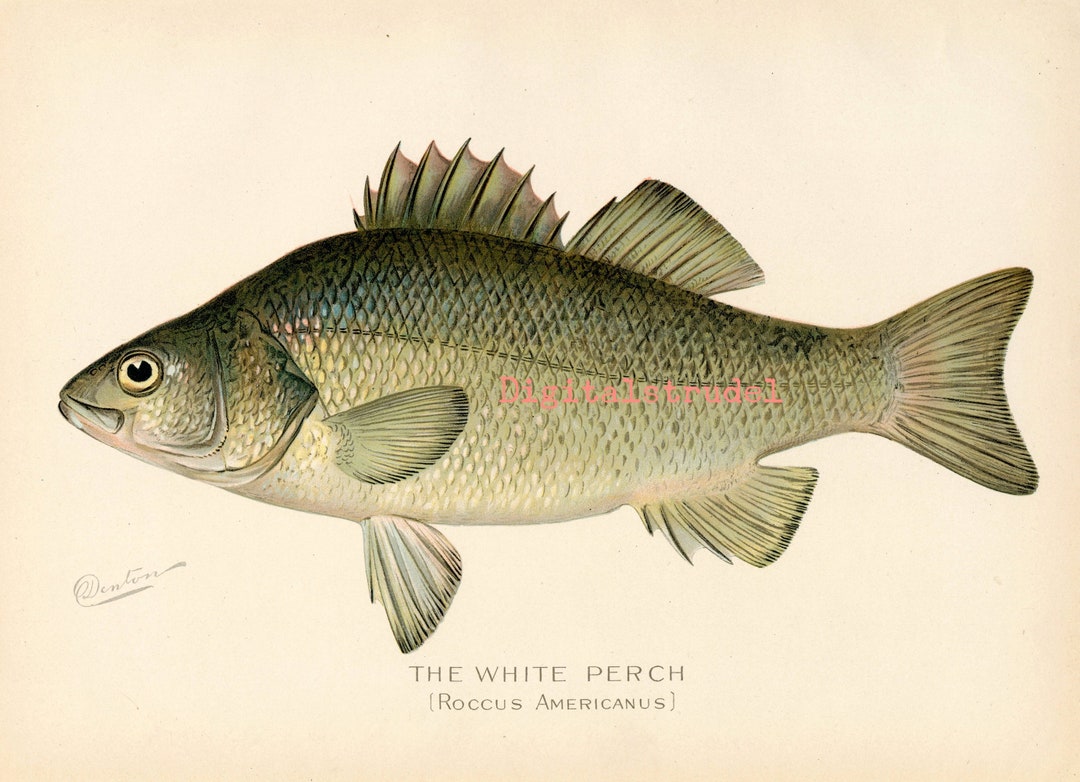 Antique Print of the White Perch - From 1900 - DIGITAL DOWNLOAD - Etsy