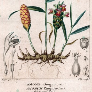 1829 Antique Botanical Print of Ginger - Rare Handcoloured Engraving - DIGITAL DOWNLOAD