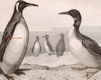 Penguins and Ducks - Antique Illustration - DIGITAL DOWNLOAD