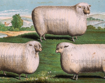 1882 Antique Print of Cotswold Sheep - DIGITAL DOWNLOAD