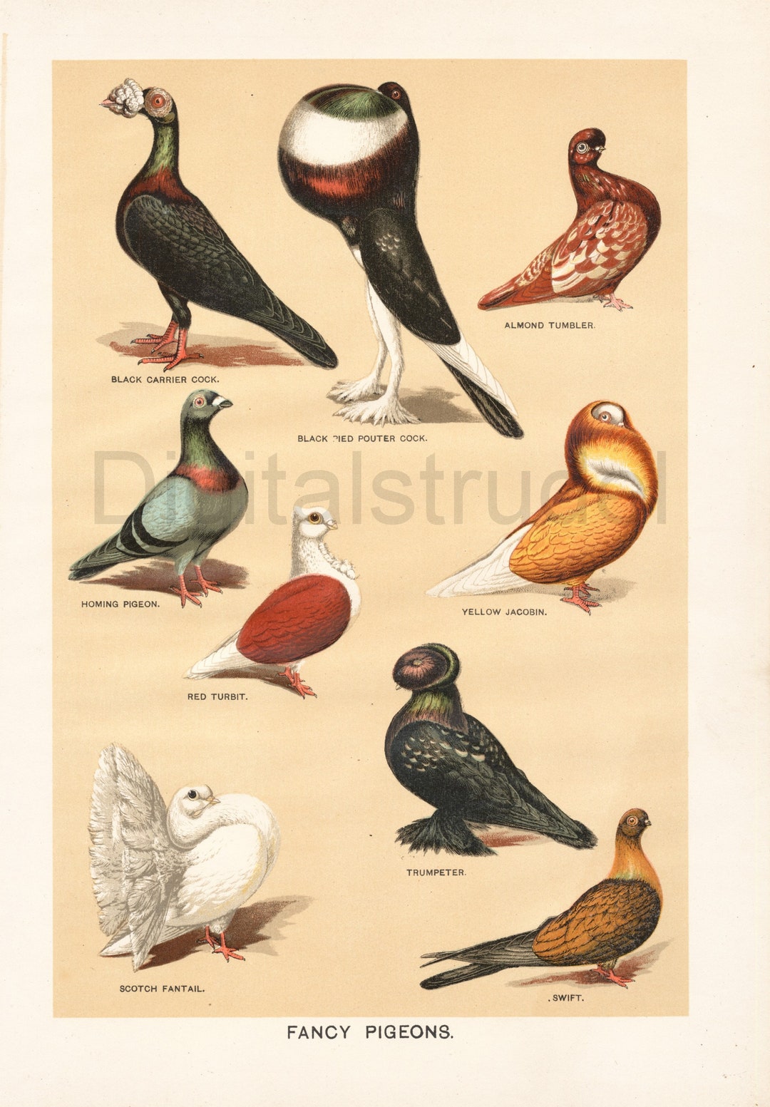 Fancy All Types Of Pigeon Breeds All Kinds Of Pigeons Modern Frame