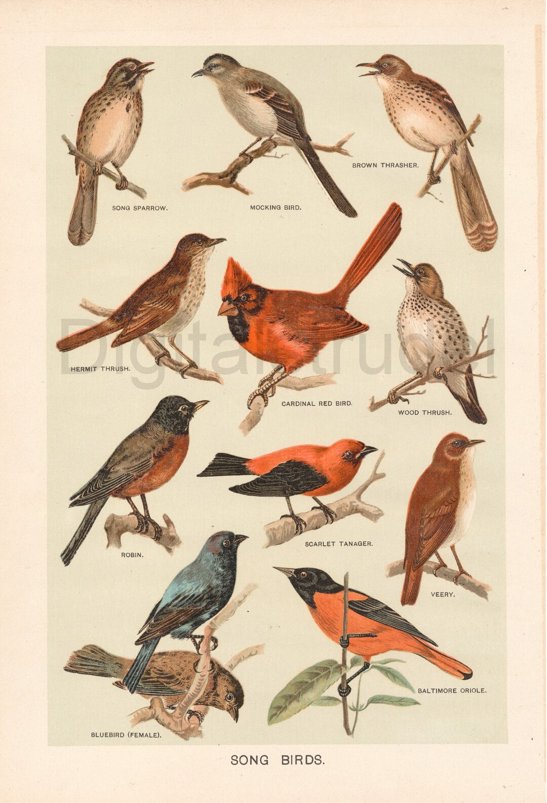 1901 Antique Print of Song Birds - Sparrow - Mockingbird - Oriole