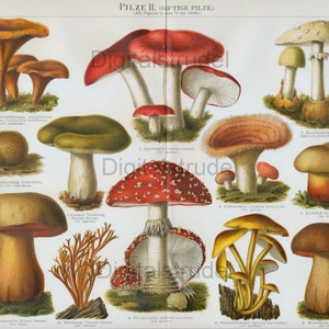 1894 Antique Print of Poisonous Mushrooms - DIGITAL DOWNLOAD