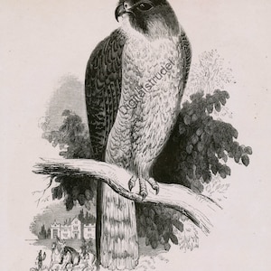 1840s-1850s Antique Print of the Peregrine Falcon - DIGITAL DOWNLOAD