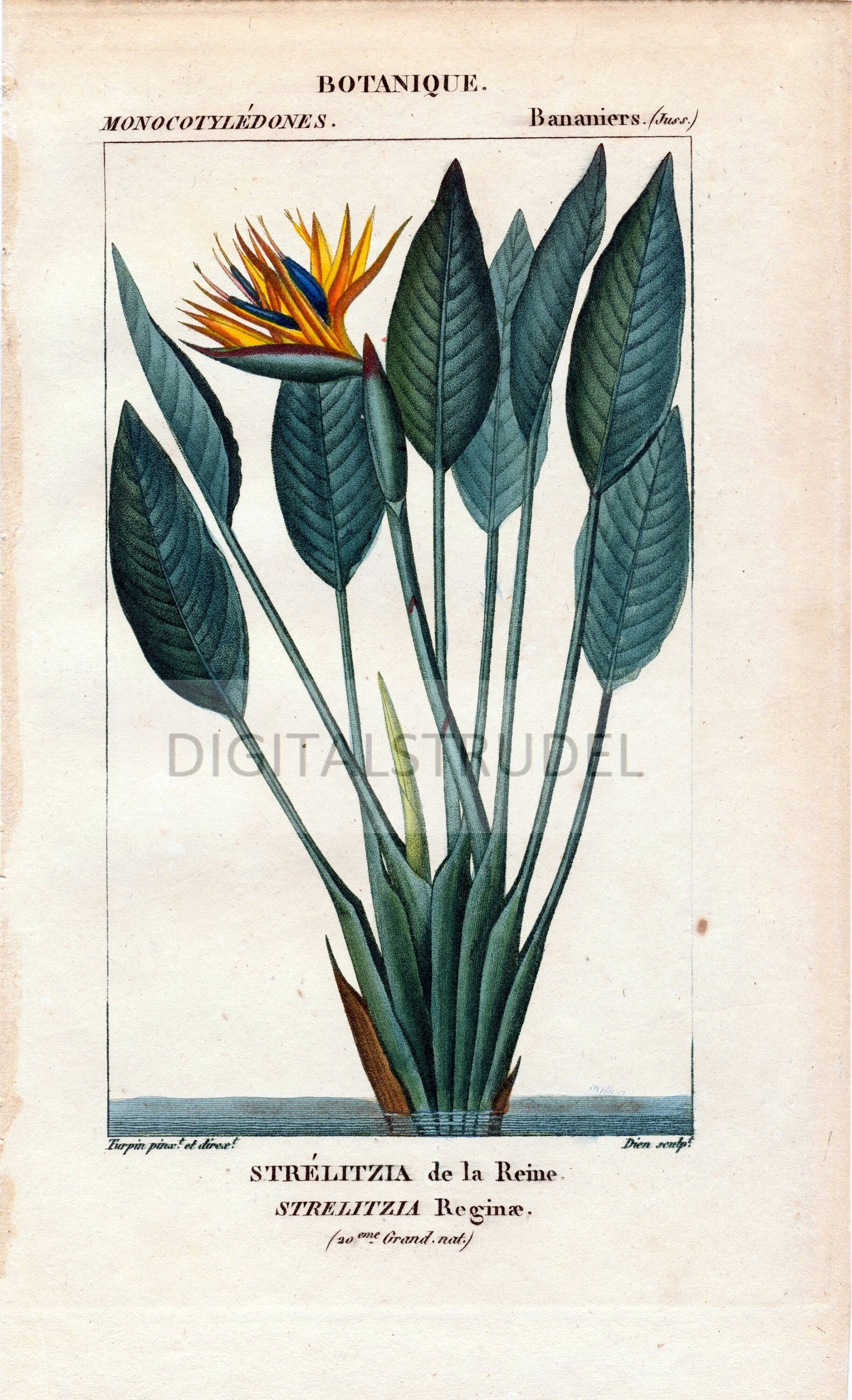 1829 Antique Botanical Print of the Bird of Paradise Plant - Rare