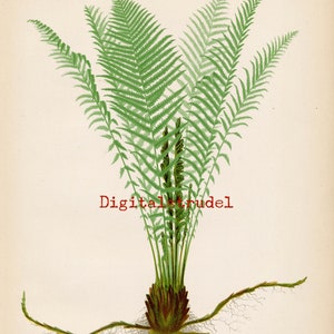 Antique Botanical Print of Ostrich Fern - From 1866 - DIGITAL DOWNLOAD