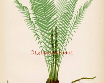 Antique Botanical Print of Ostrich Fern - From 1866 - DIGITAL DOWNLOAD