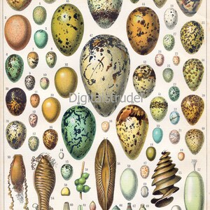 Antique Print of Eggs - DIGITAL DOWNLOAD