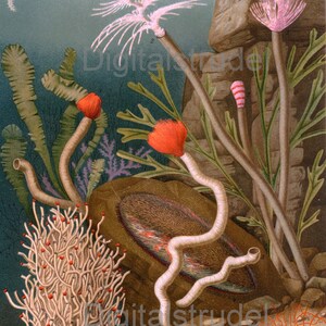1894 Antique Print of Ringed Worms - DIGITAL DOWNLOAD
