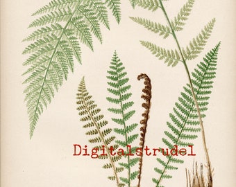 Antique Botanical Print of Fern - From 1866 - Alpine Beech Fern - Fragrant Wood Fern - DIGITAL DOWNLOAD