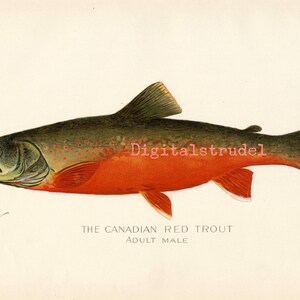 Antique Print of the Canadian Red Trout - From 1900 - DIGITAL DOWNLOAD