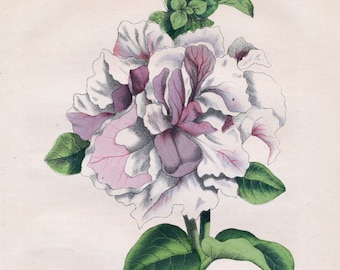 Antique Botanical Print - Petunia - DIGITAL DOWNLOAD