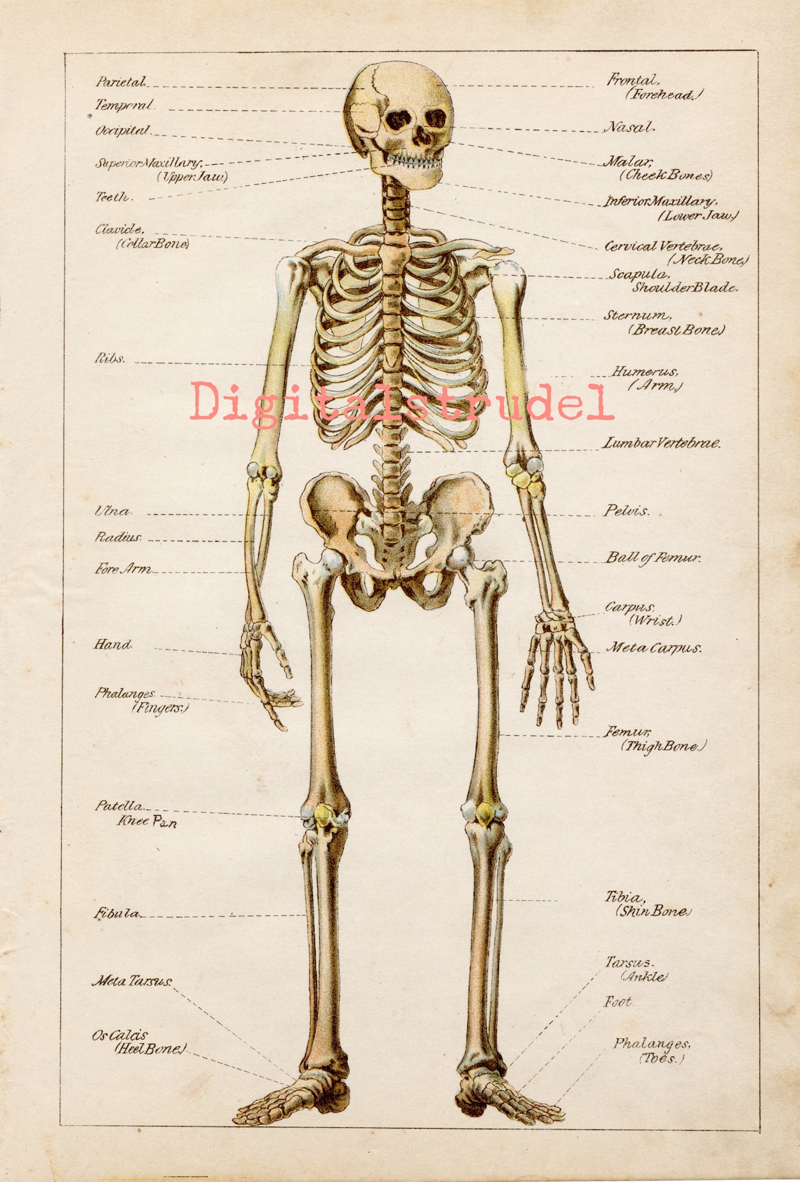Antique Anatomy Print - the Skeletal System - Human Skeleton - 1884 ...