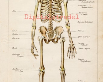 人体骨格解剖学 ヴィンテージ 1940 年代 高解像度デジタル画像 図 骨