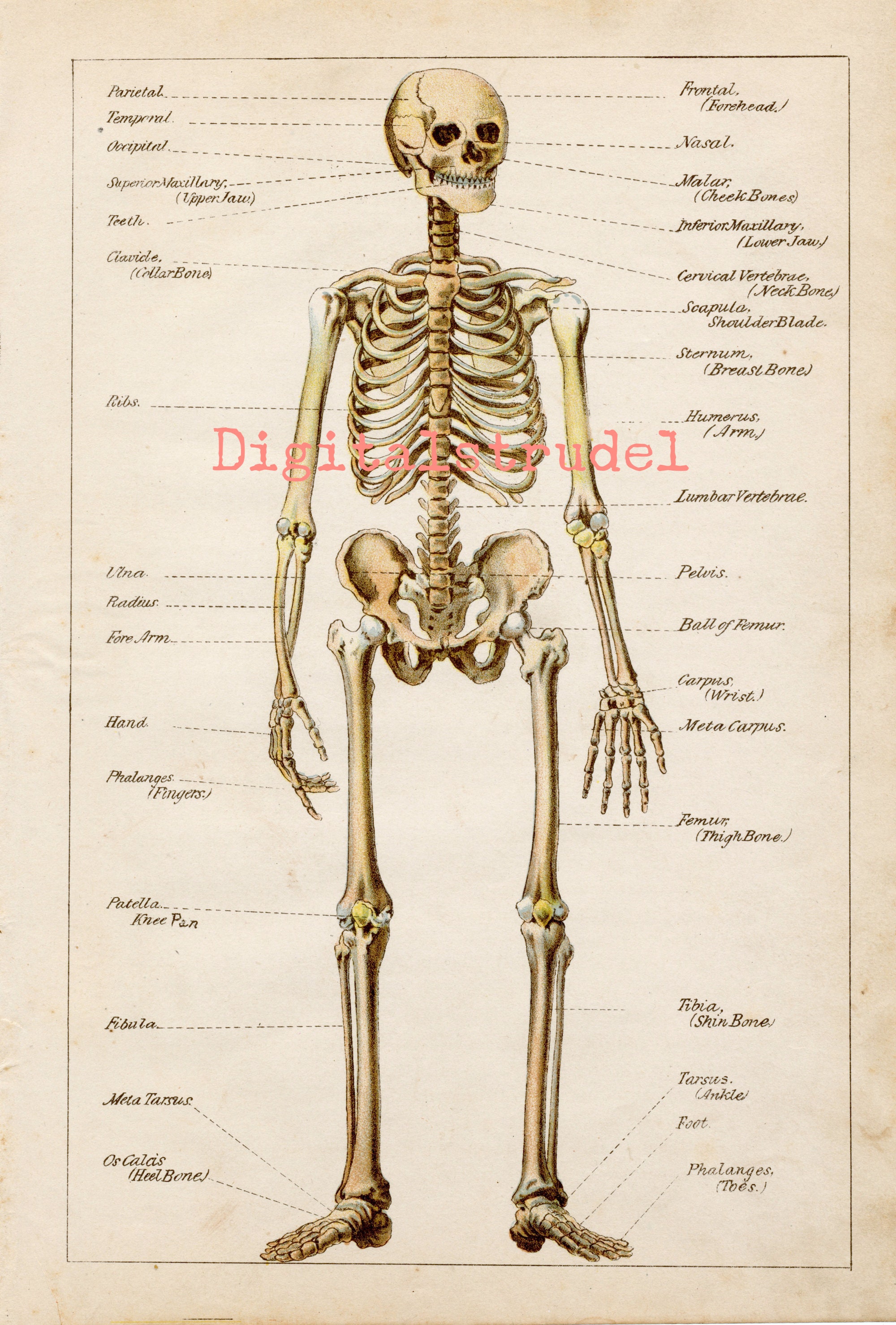 Skelettsystem: Anatomie, Knochen und Funktion