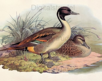 Ducks  No. 3 - Vintage Duck Print - DIGITAL DOWNLOAD