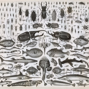 1860 Antique Print of Strange Fish and Beetles - DIGITAL DOWNLOAD