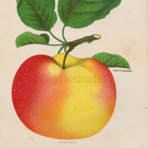 1890s Antique Botanical Print of a Gideon Apple - DIGITAL DOWNLOAD