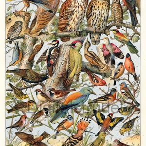 1914 Antique Print of Useful Birds No. 2 - Kestrel - Falcon - Owl - Woodpecker - Sparrow - Bullfinch - Hoopoe - Redpoll - DIGITAL DOWNLOAD