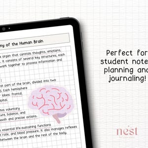 May include: A digital illustration of the human brain on a gridded background. The brain is pink and has a detailed outline. The text "The Anatomy of the Human Brain" is at the top of the image.