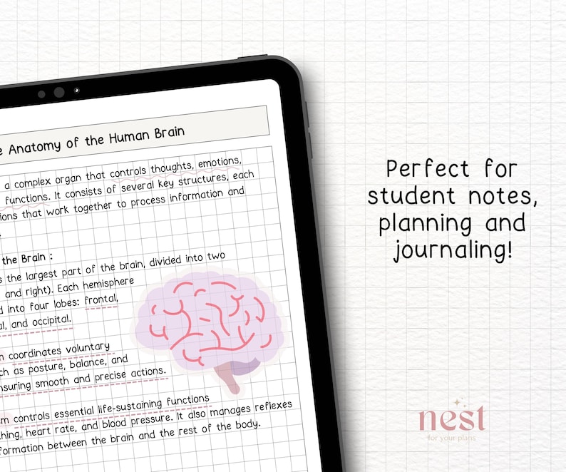 May include: A digital illustration of the human brain on a gridded background. The brain is pink and has a detailed outline. The text "The Anatomy of the Human Brain" is at the top of the image.