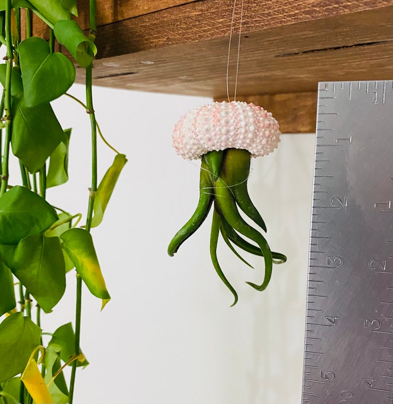 Jellyfish Hanging Air Plants Etsy