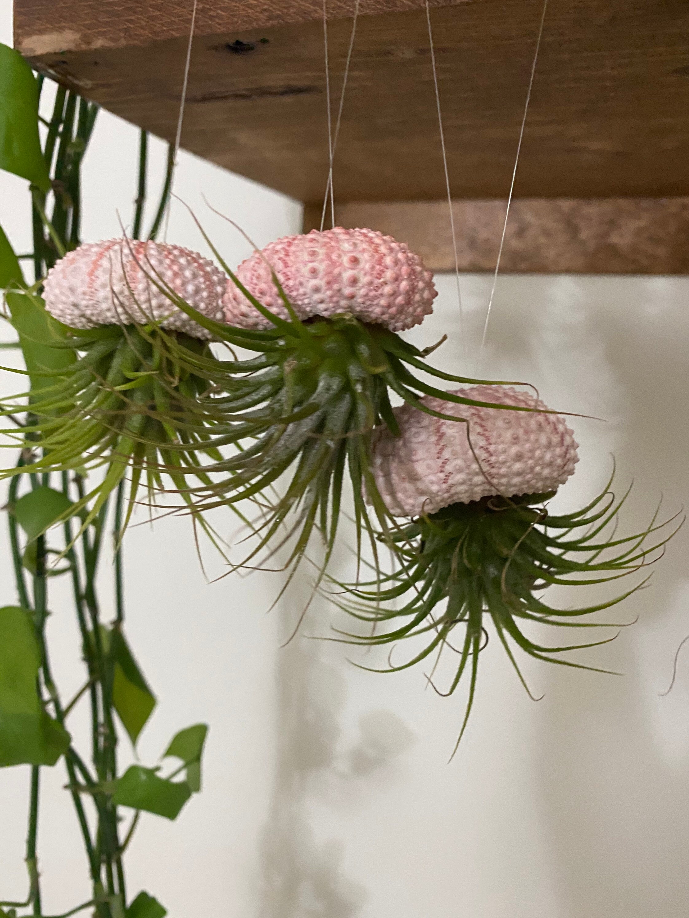 Air Plant Rack Container Display Stand Air Pineapple Base 12 Pieces ciudaddelmaizslp.gob.mx