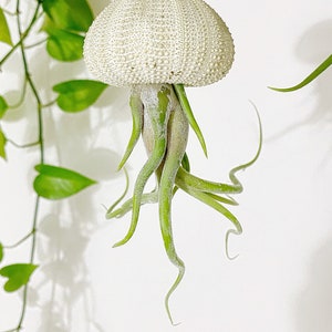 Jellyfish hanging air plants!