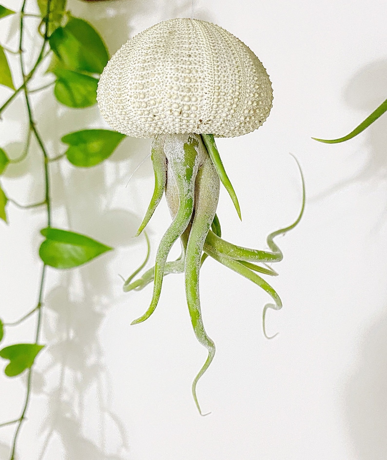 Jellyfish Hanging Air Plants Etsy