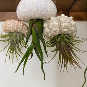 3 Mixed Jellyfish Airplants Set