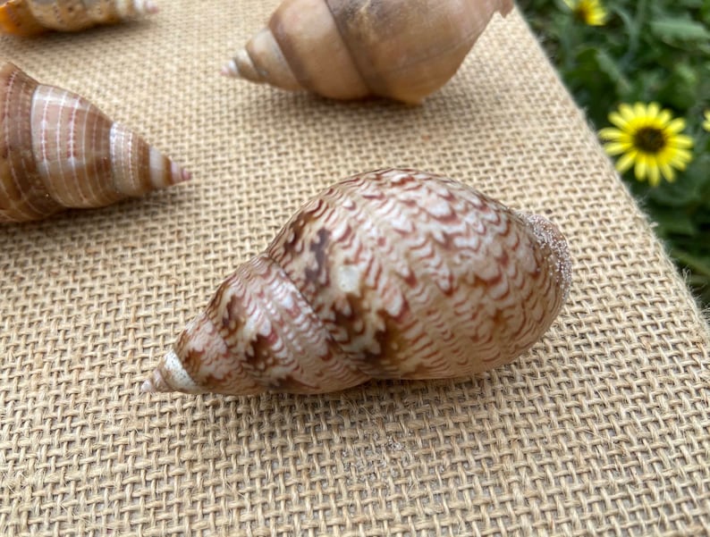 5 Pheasant Shells \u2013 Australian Natural Seashells \u2013 Foraged Sea Shells \u2013 Coastal Craft \u2013 Beach D\u00e9cor Nautical Design