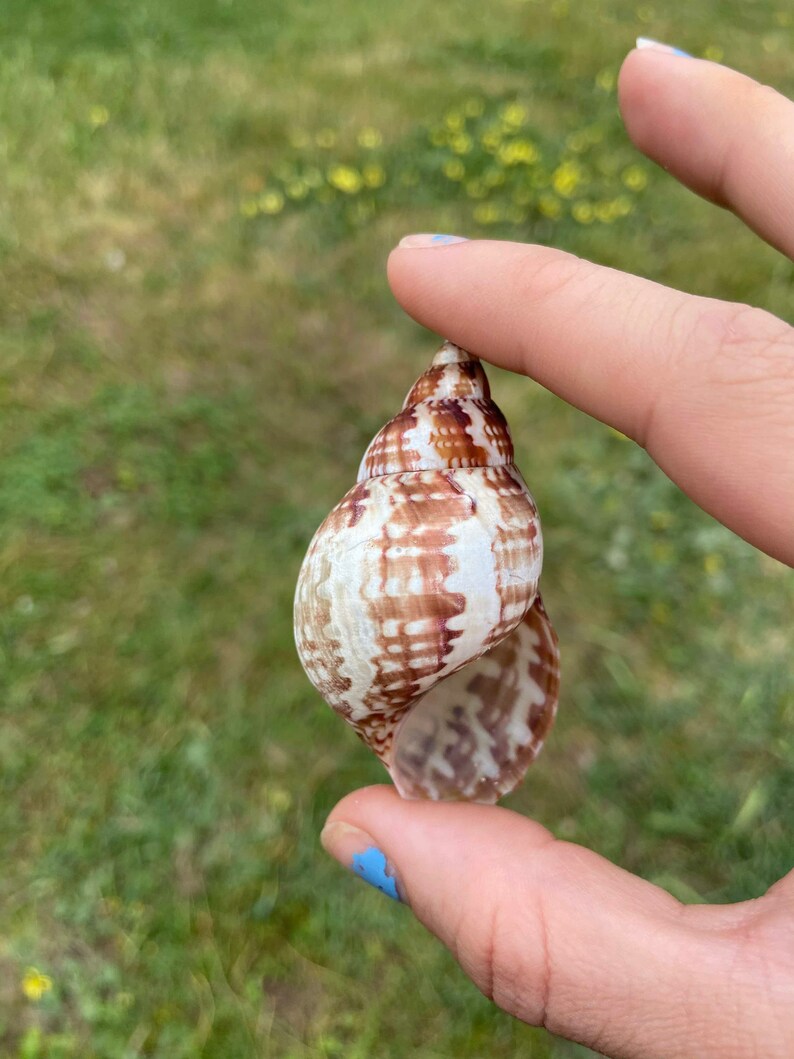 5 Pheasant Shells \u2013 Australian Natural Seashells \u2013 Foraged Sea Shells \u2013 Coastal Craft \u2013 Beach D\u00e9cor Nautical Design