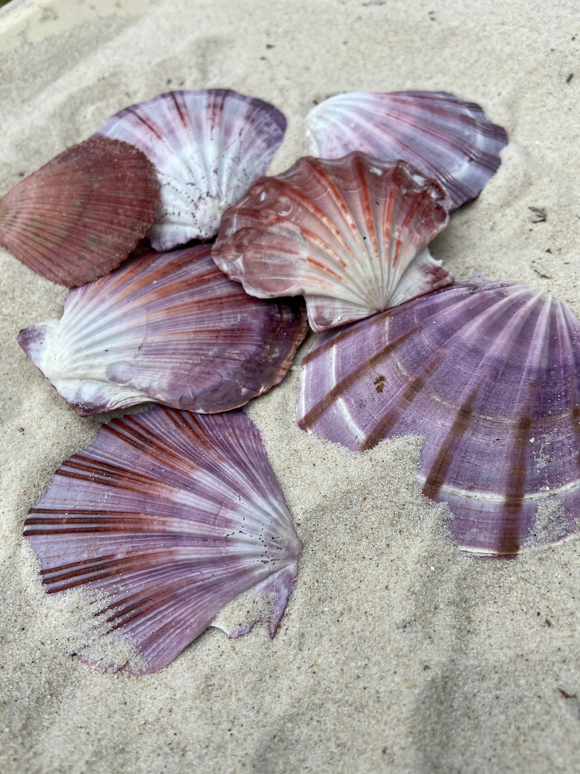 10 Large Fan Shells Seashells Australian Seashells Etsy