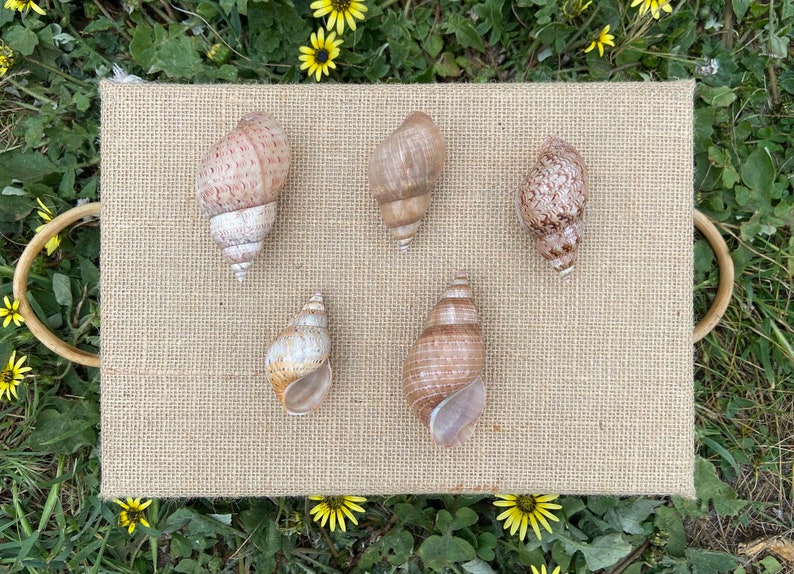 5 Pheasant Shells \u2013 Australian Natural Seashells \u2013 Foraged Sea Shells \u2013 Coastal Craft \u2013 Beach D\u00e9cor Nautical Design