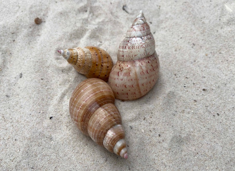5 Pheasant Shells \u2013 Australian Natural Seashells \u2013 Foraged Sea Shells \u2013 Coastal Craft \u2013 Beach D\u00e9cor Nautical Design