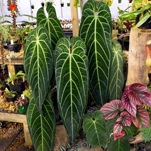 Anthurium Warocqueanum (green X Dark, Narrow) Seed-grown! - Etsy