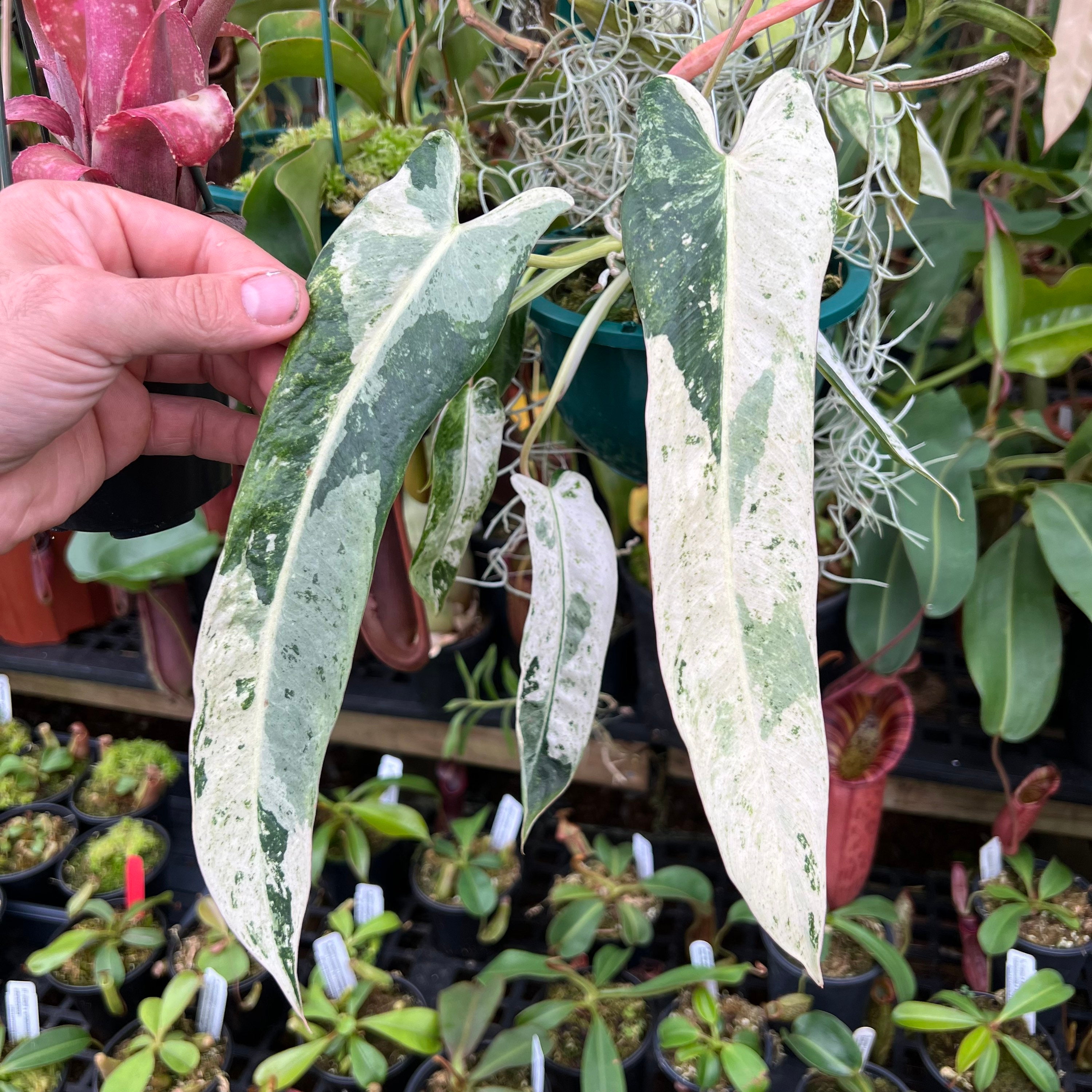 Philodendron Spiritus Sancti VARIEGATED!! - Etsy