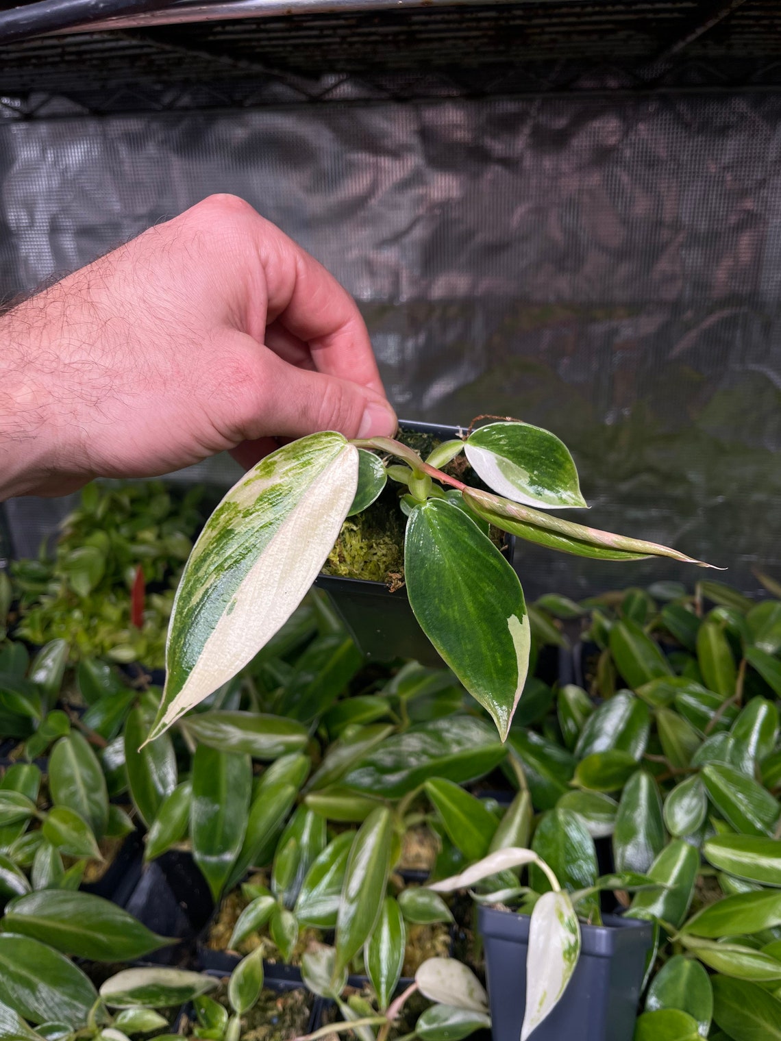 Philodendron Spiritus Sancti Price