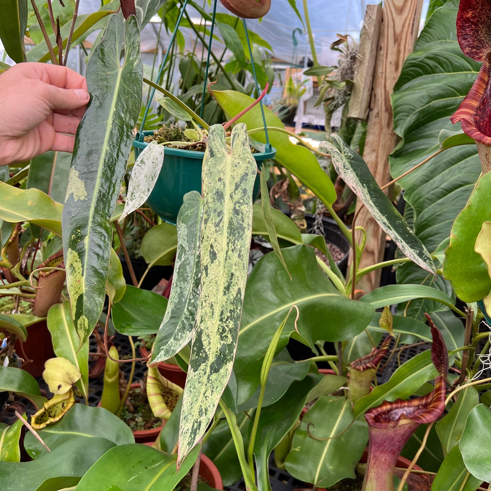 Philodendron Spiritus Sancti For Sale