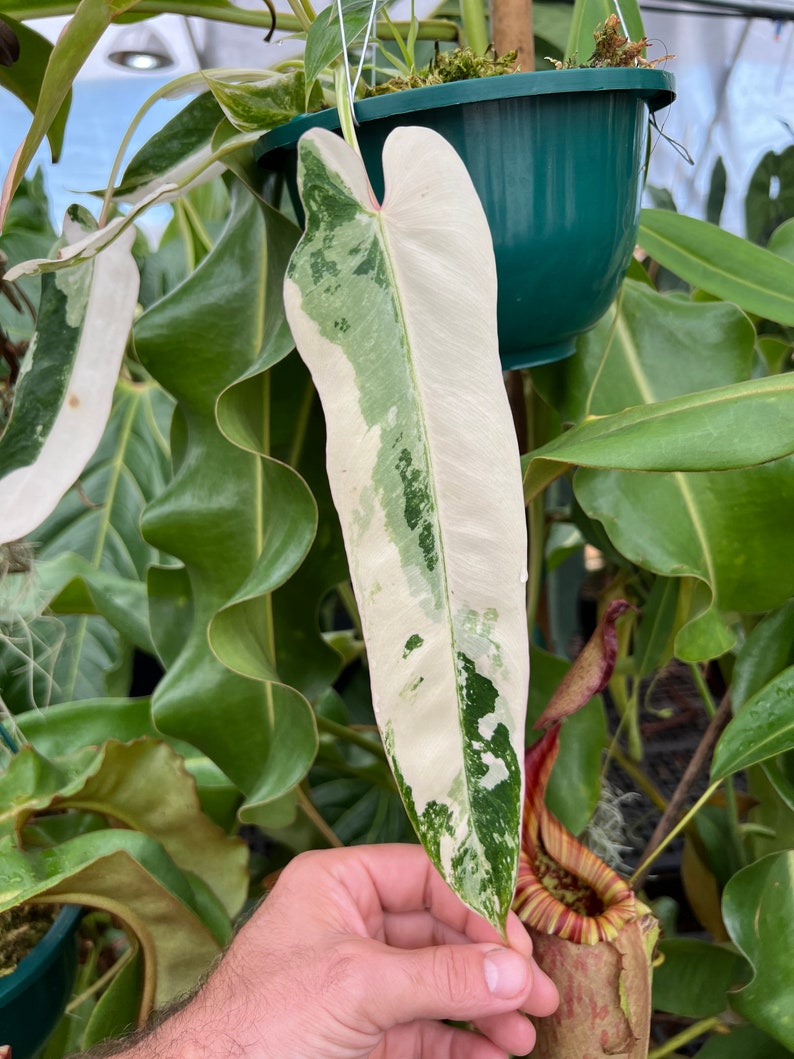 Philodendron Spiritus Sancti VARIEGATED Etsy