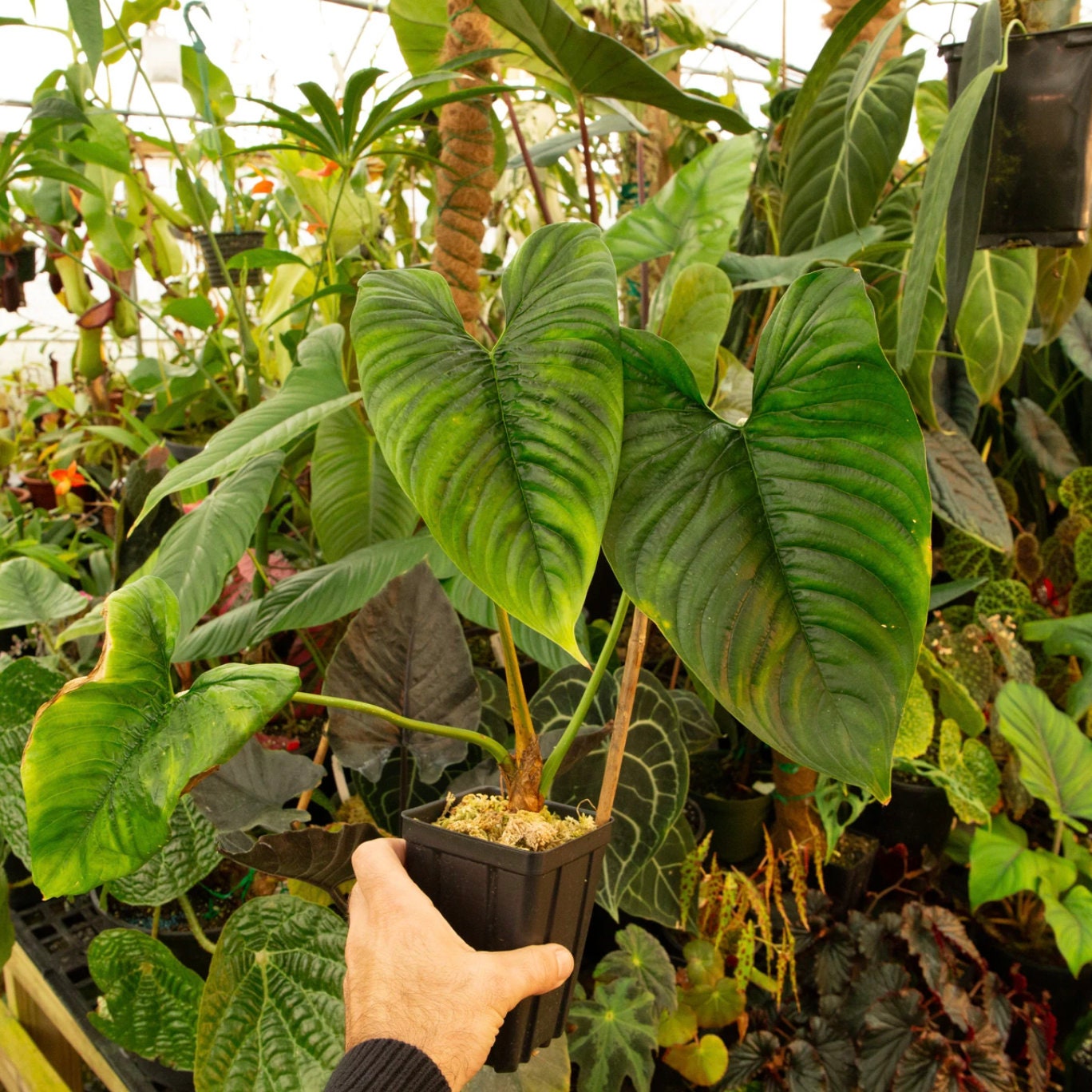 Philodendron furcatum　フィロデンドロン　ファルカツム Philodendron furcatum フィロデンドロン ファルカツム - メルカリ