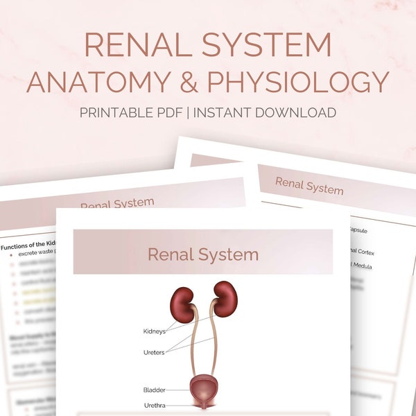 Renal / Urinary System Study Guide | Nursing Student Notes | Anatomy & Physiology | Kidneys | Nephrons | RAAS | Homeostasis | 7 Pages | PDF