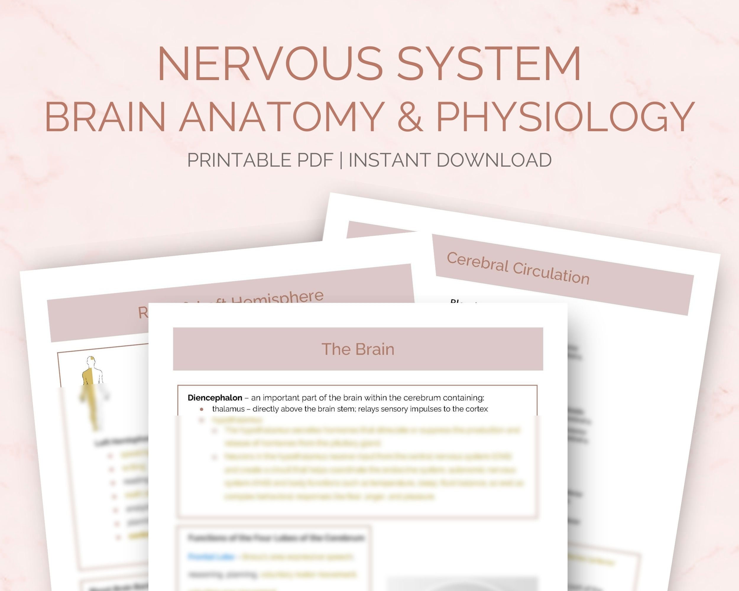 Nervous System & Brain Anatomy and Physiology | Nursing Study Notes ...