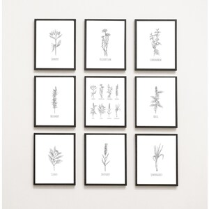 9er Set Realistische Handgezeichnete Kräuter Drucke - Botanische Kunst - Küche druckbar - Digitaler Download Wandkunst